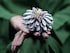 Upcycled Floral Ring With 50,097 Diamonds Breaks The Guinness World Record
